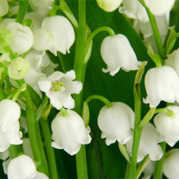Photo of a lily of the valley