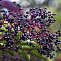 Elderberry fotka