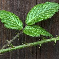 Photo of blackberry leaf