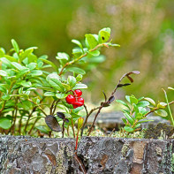 Foto de hojas de arándano rojo