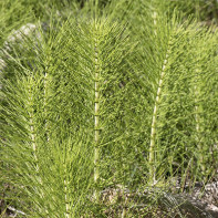 Photo of Field Horsetail 2
