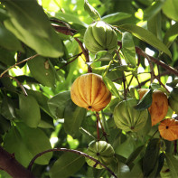 „Garcinia“ vaisių nuotrauka 3