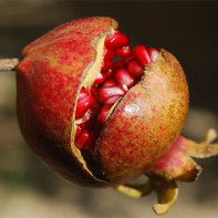 Photo pomegranate 4