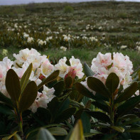 Foto av kaukasiska Rhododendron 2