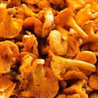 Photo of chanterelle mushrooms 4