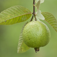 Guava fotka 5