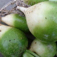 Фото зелена ротквица 2