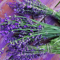 Photo lavender 4