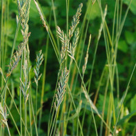Fotografie z pšeničnej trávy 3