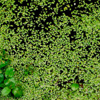 Foto de hierba de lenteja de agua 4