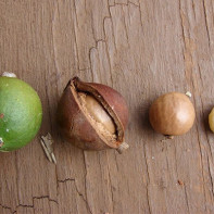 Macadamia nut fotoğraf 4
