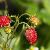 Photo strawberries 4