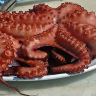 Foto af en blæksprutte 2