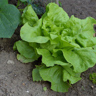 Fotografie z hlávkového salátu