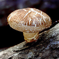 Fotók Shiitake gombák 4