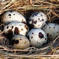 Fotografia ouălor de prepeliță 3