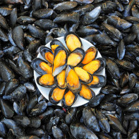 Foto av musslor 4
