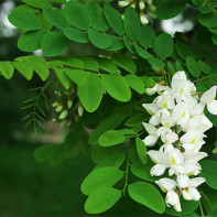 Photo d'acacia blanc