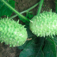 Photo d'angurie (concombre antillais) 3