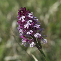 Fotka z Orchis 2