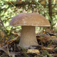 Kuva possini-sienistä 3