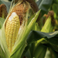 Zdjęcie znamiona kukurydzy 4