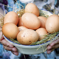 Fotografia ouălor de pui 3