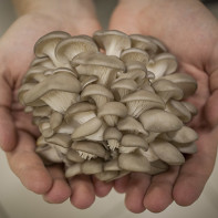 Fotografie houby ústřice houba 3