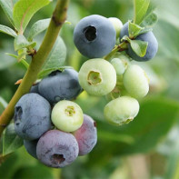 Blueberry gambar 3