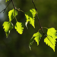 Photo of birch leaves 2