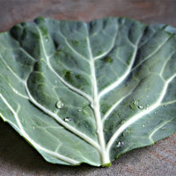 Photo cabbage leaf