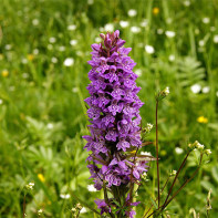 Photo of orchis