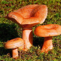 Valokuva sienet