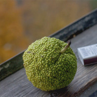 Снимка на адамова ябълка 3