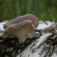 Foto cogumelos cogumelos ostra 2