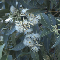 Fotografija eukaliptusa