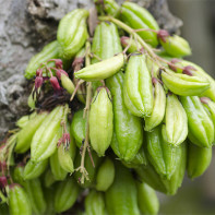 Owoce Bilimbi Zdjęcie 4