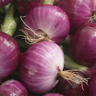 Photo of red onion 3