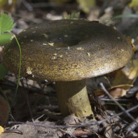 Kuva sienistä