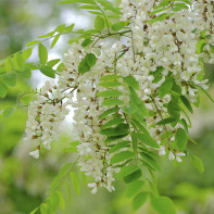 Photo of white acacia 2
