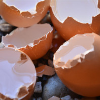 Fotografie 4 de ouă