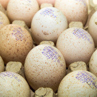 Fotografia ouălor de curcan 4