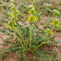 Fotografija Astragalusa