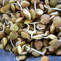 Photo Sprouted Lentils 5