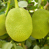 „Jackfruit“ nuotrauka 2
