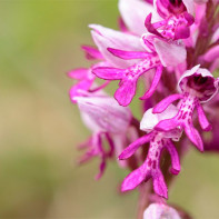 Fotka z Orchis 3
