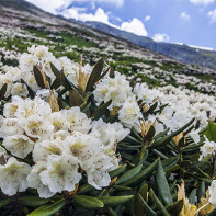 Foto av kaukasiska Rhododendron 4