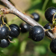 Foto av svarta vinbär