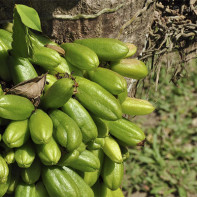 Bilimbi Fruit Photo 3