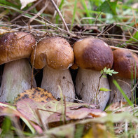 Kako odabrati i pohraniti gljive s rozinama
